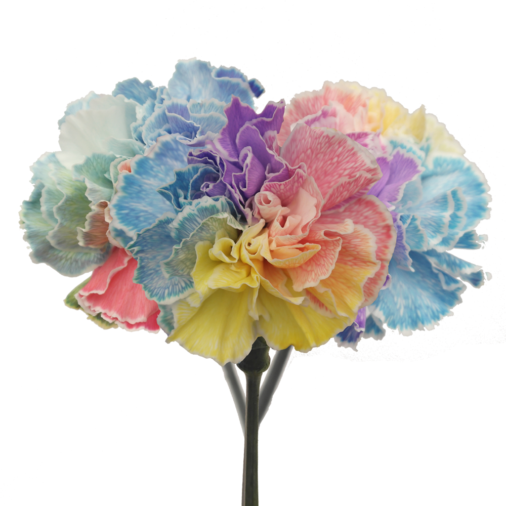 Tinted Rainbow Carnations Bunches – Fresh Cut Flowers