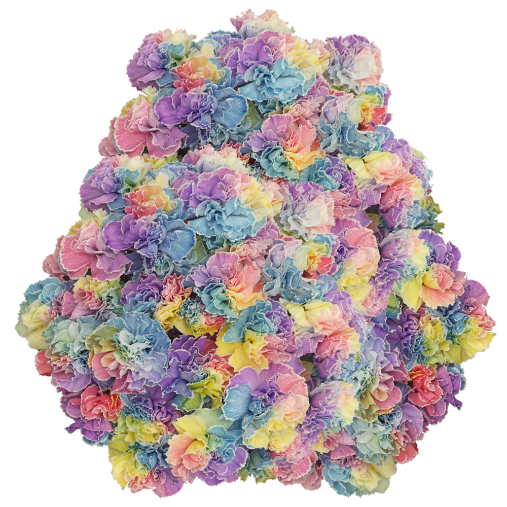 Tinted Rainbow Carnations Bunches – Fresh Cut Flowers