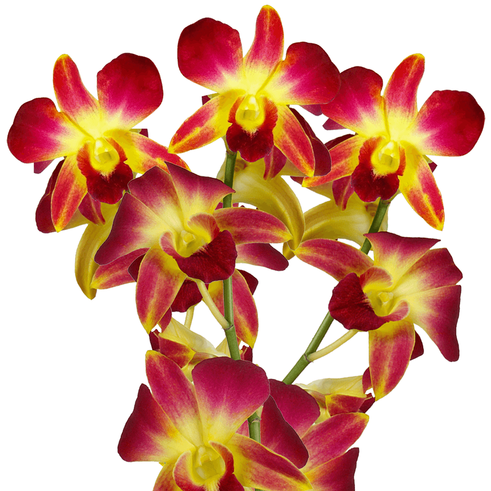 Yellow Sonia Orchids Bunches – Fresh Cut Flowers