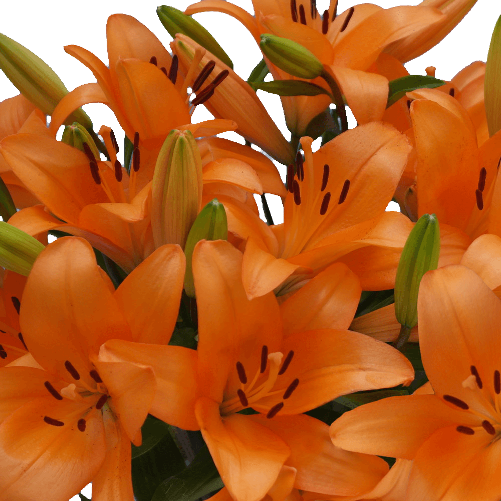 Orange Asiatic Lilies Fresh Cut Bulk Flowers