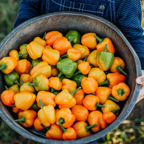 Orange Bell Peppers