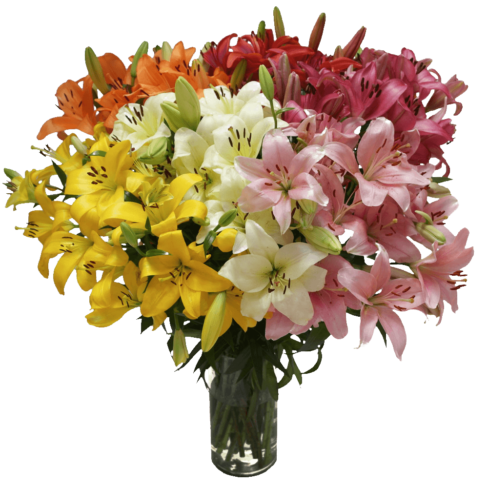 Fresh Cut Asiatic Lilies Mixed Colors Bulk Stems