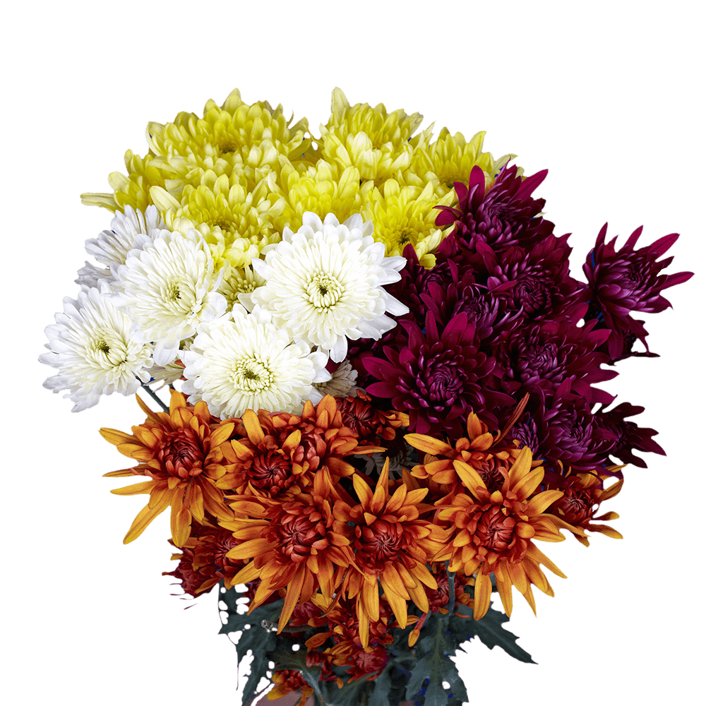 Assorted Colors Cushion Pom Poms – Fresh Cut Flower Stems