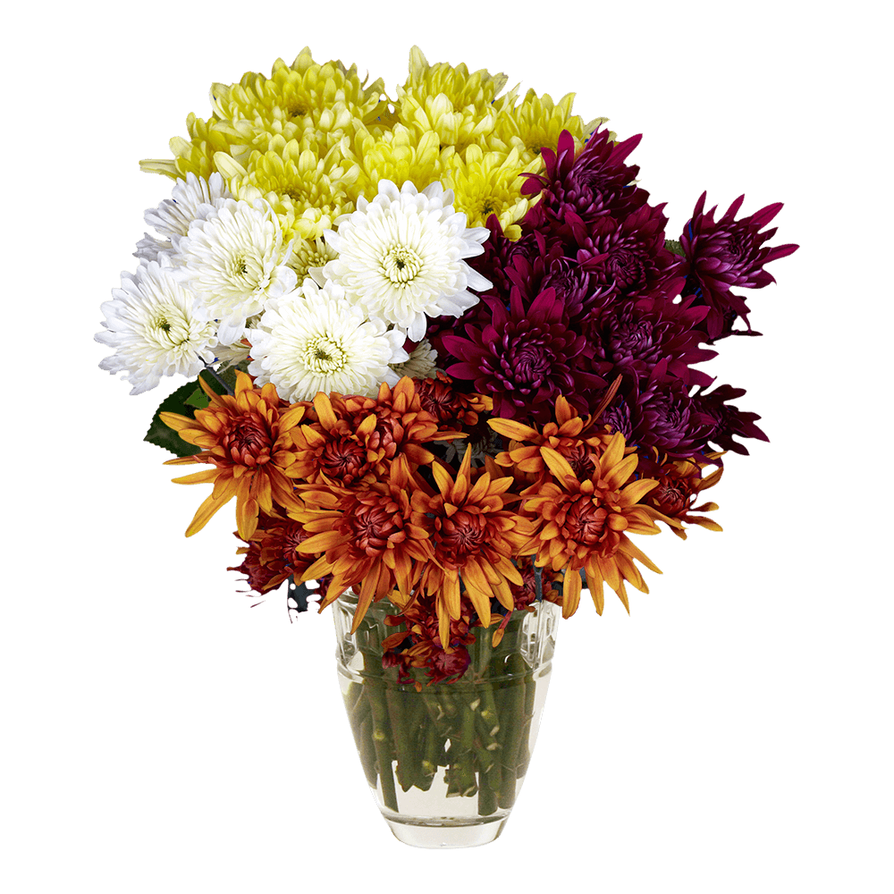 Assorted Colors Cushion Pom Poms – Fresh Cut Flower Stems