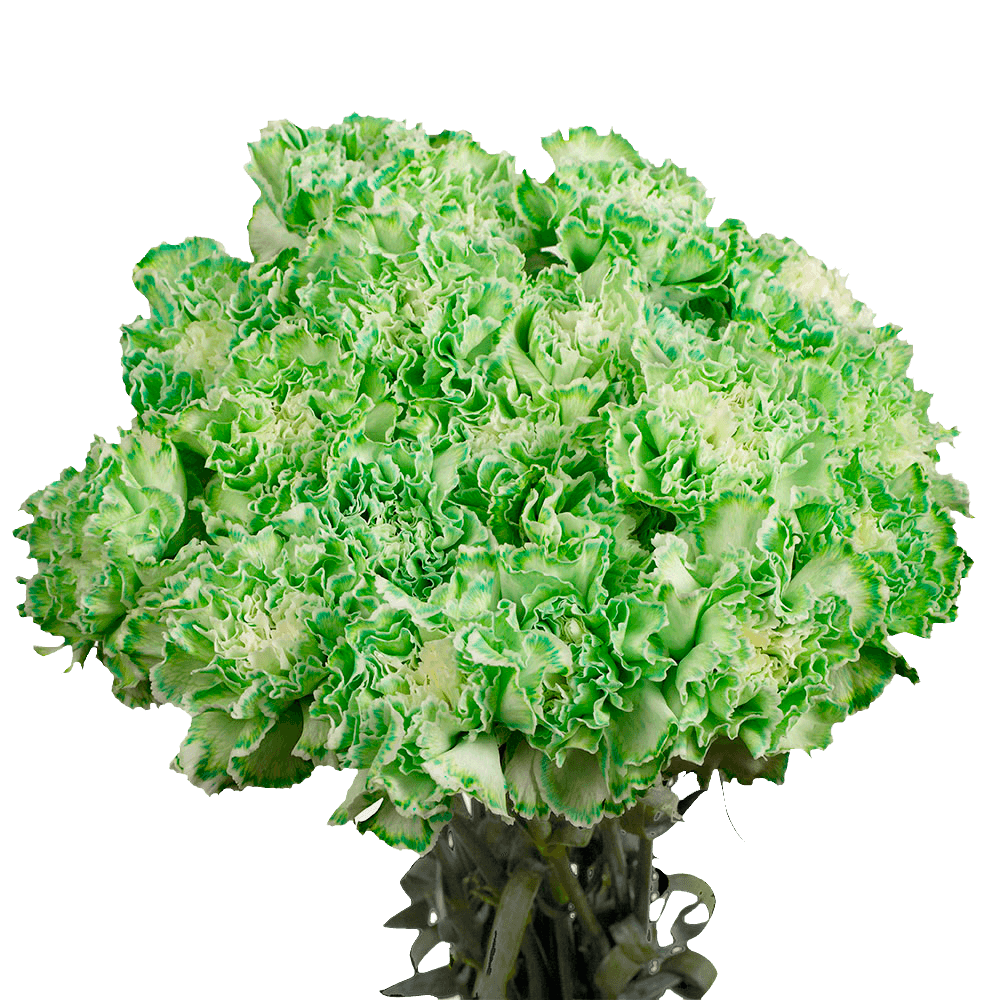 Green Carnations – Fresh Flower Bouquets