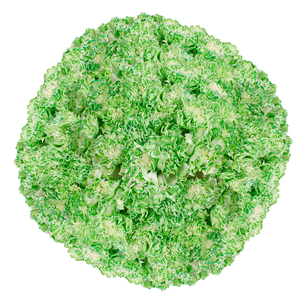 Green Carnations – Fresh Flower Bouquets
