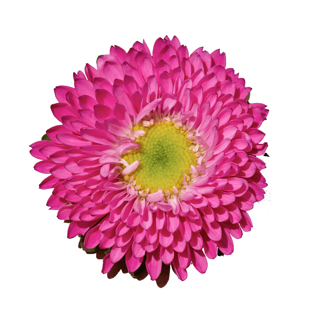 Hot Pink Aster Matsumoto Flowers Fresh Cut Wholesale Daisy Blooms Bulk Stems