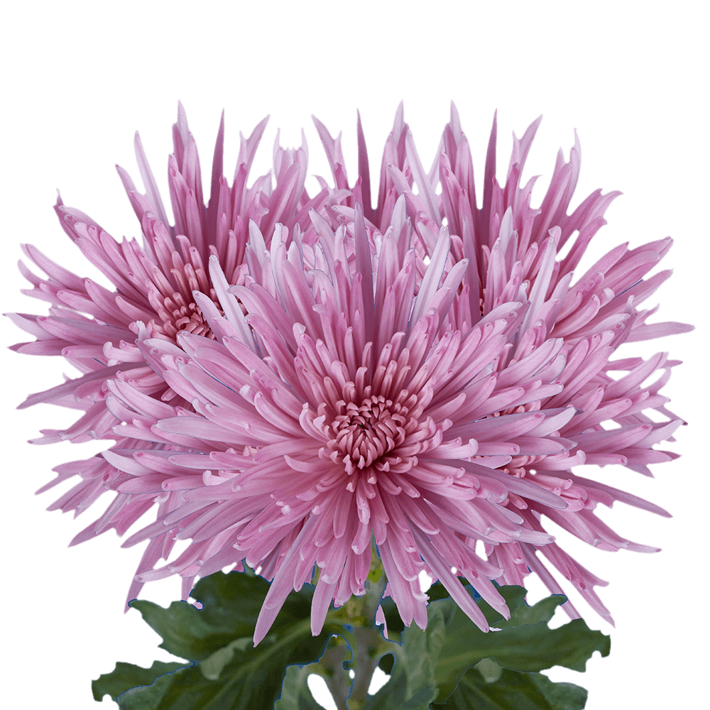 Lavender Fuji Spider Mums Bunches – Fresh Cut Flowers