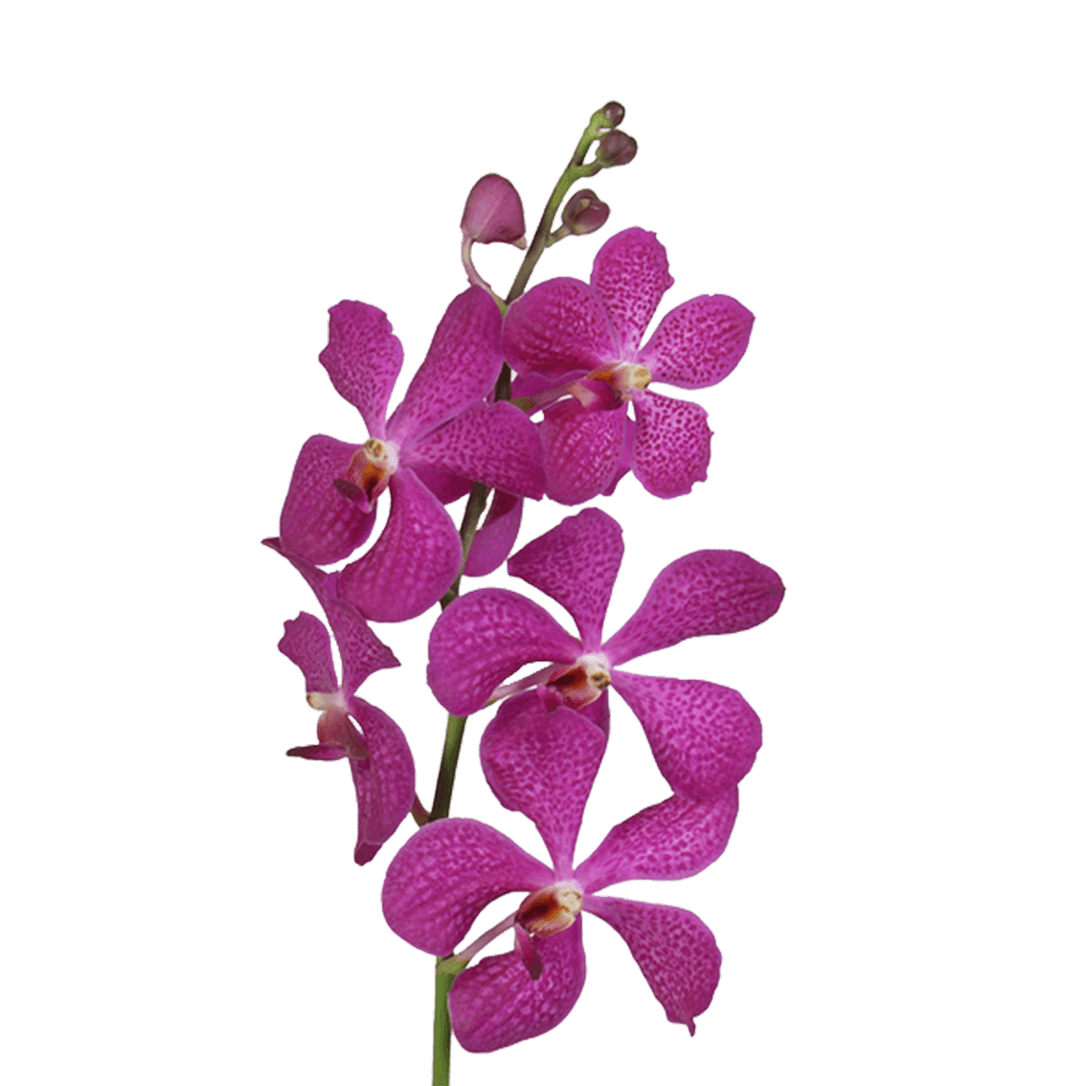 Lavender Blue Delight Orchids Bunches – Fresh Cut Flowers