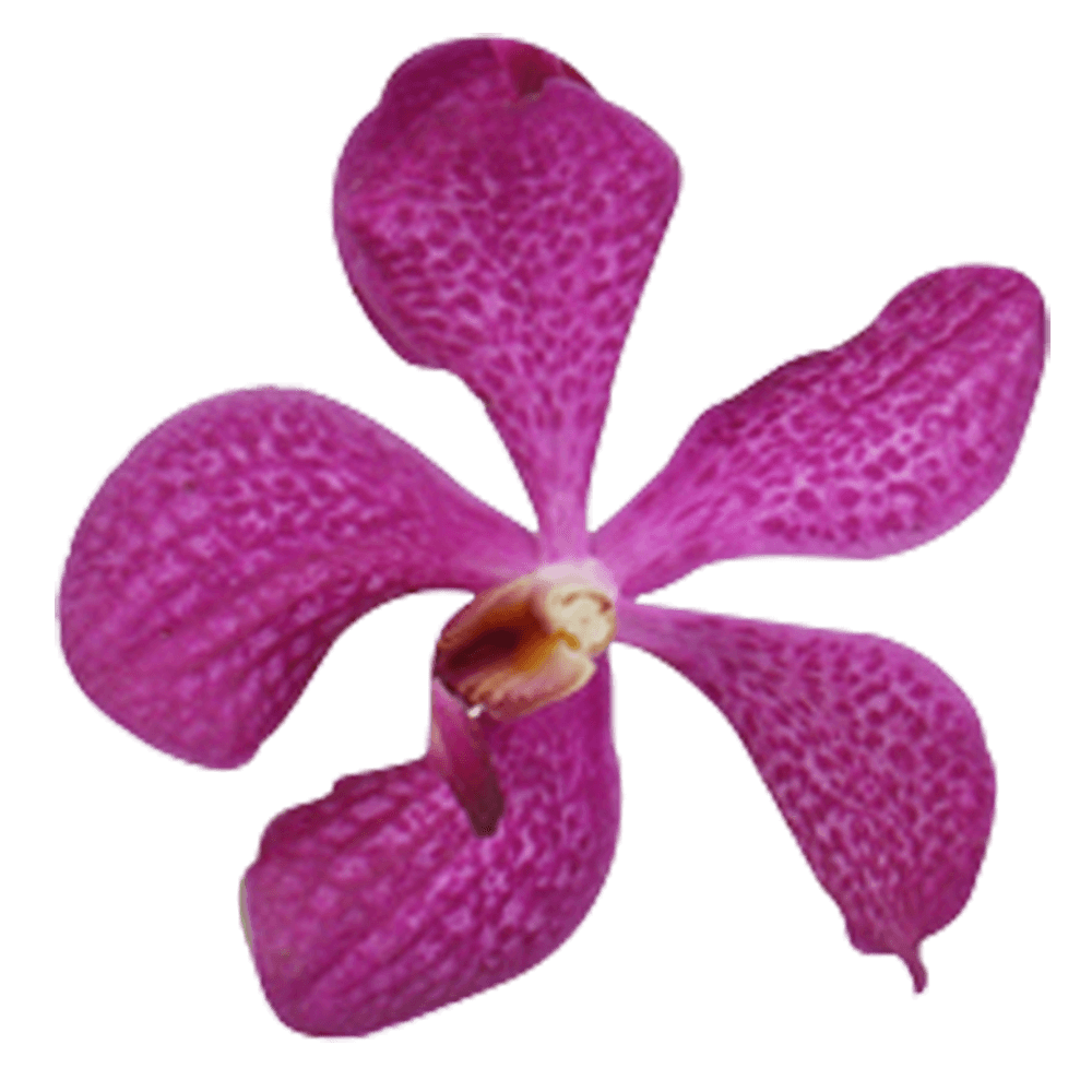 Lavender Blue Delight Orchids Bunches – Fresh Cut Flowers