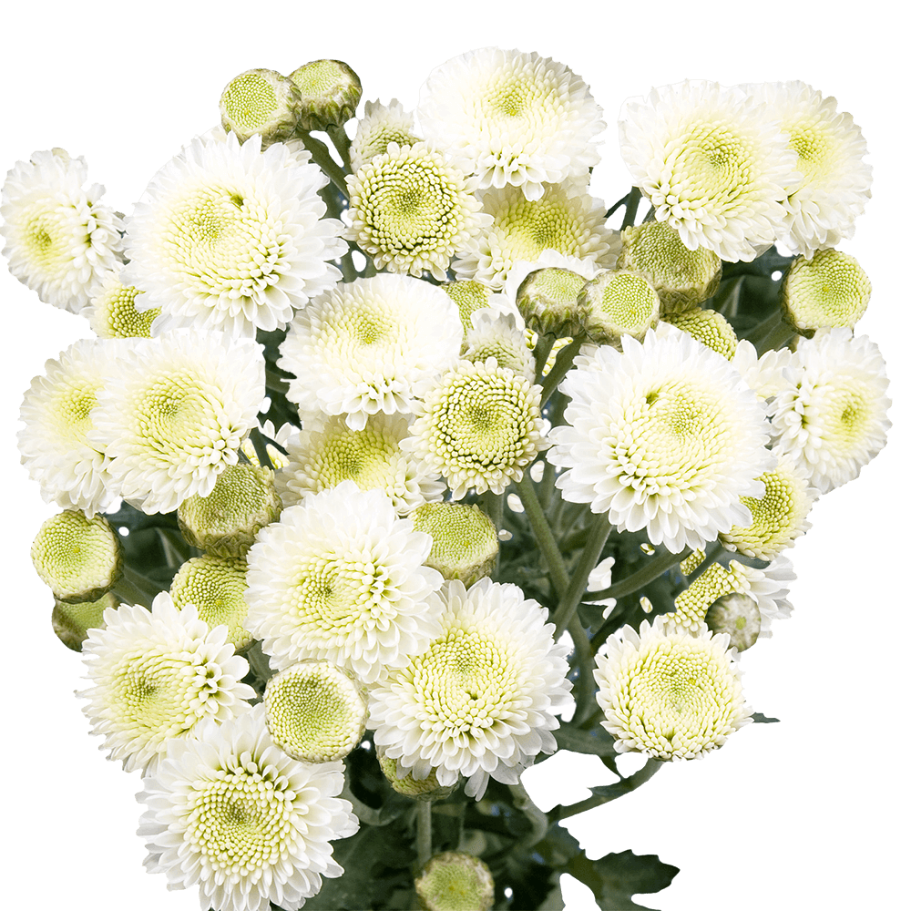 White Button Pom Poms Bunches – Fresh Cut Flowers