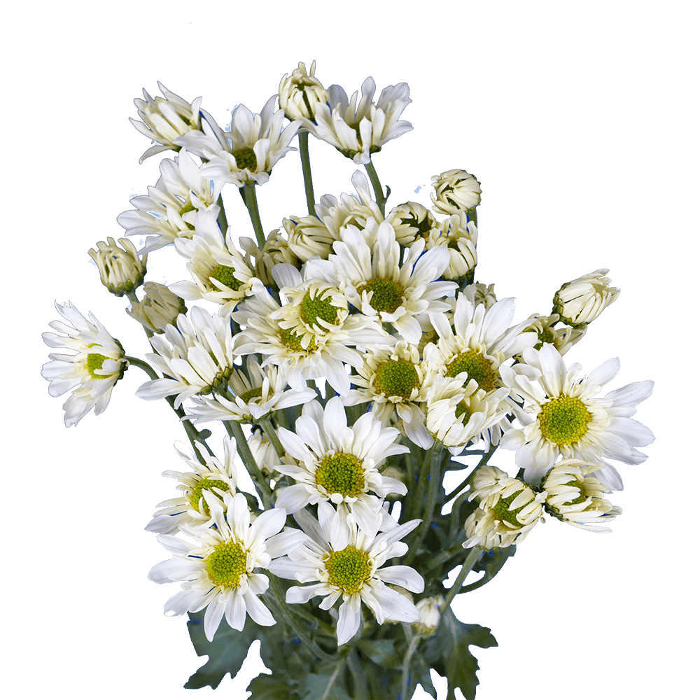 White Daisy Poms – Fresh Cut Flower Bunches
