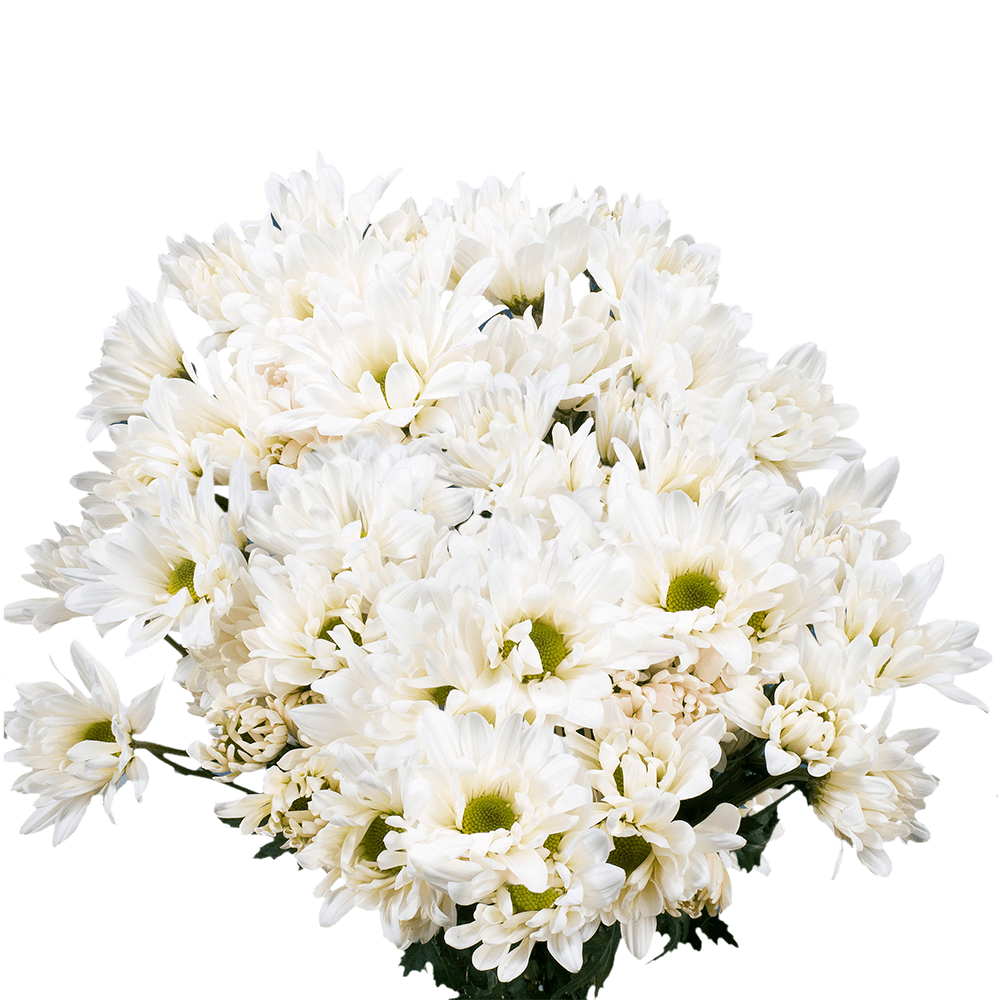 White Daisy Poms – Fresh Cut Flower Bunches