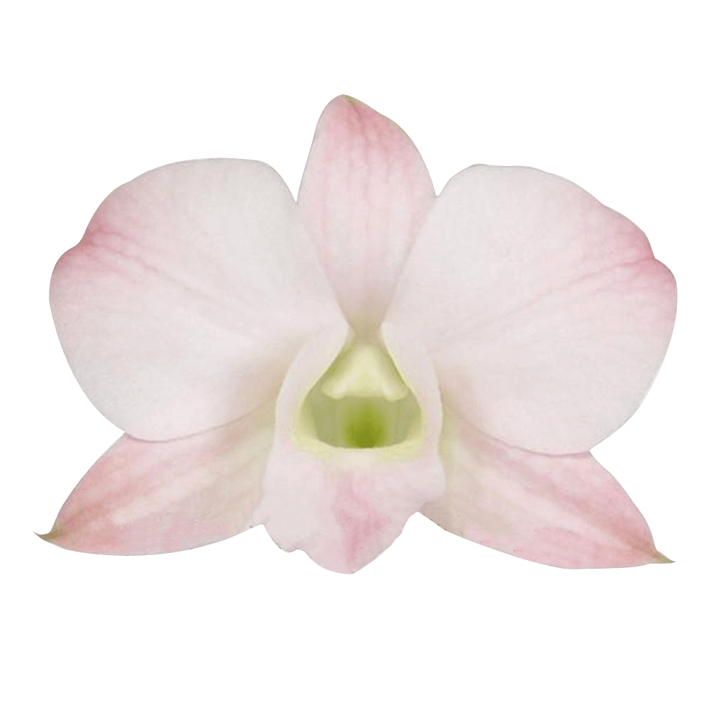 Peach Dendrobium Orchids Bunches – Fresh Cut Flowers