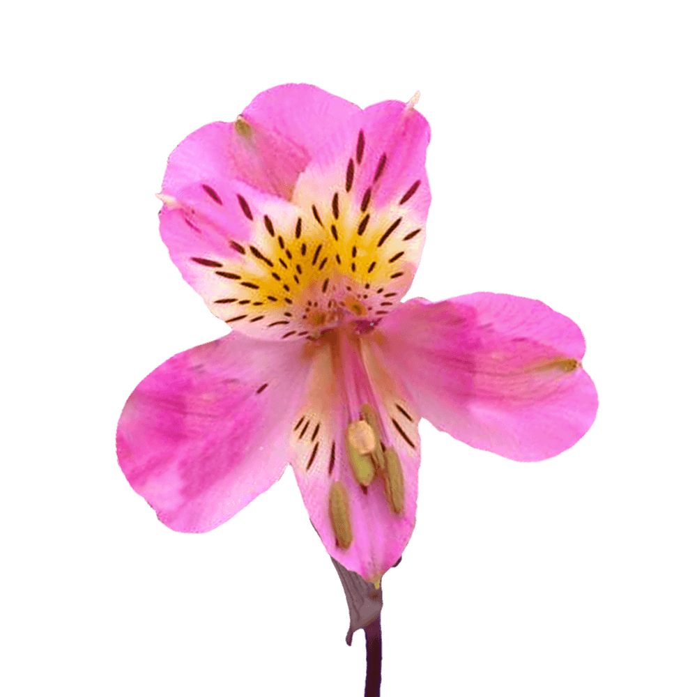 Hot Pink Alstroemeria Stems Flower Bouquets
