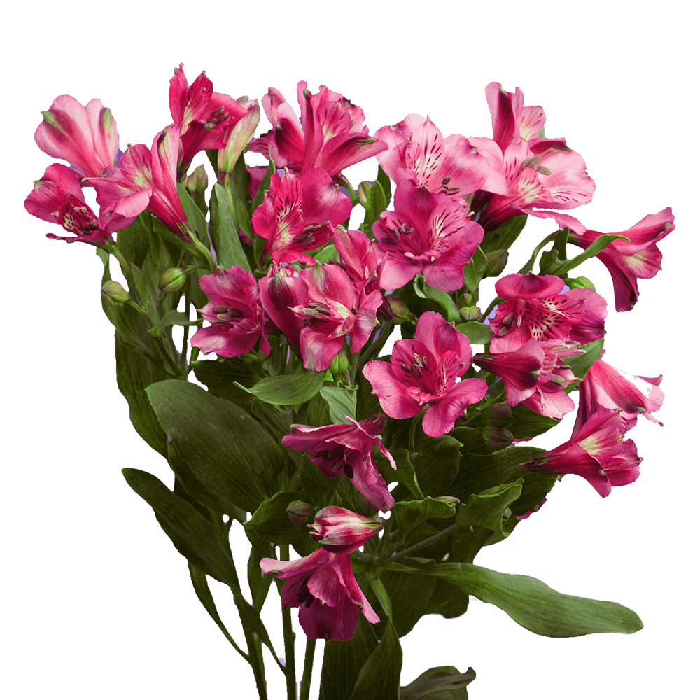 Hot Pink Alstroemeria Stems Flower Bouquets
