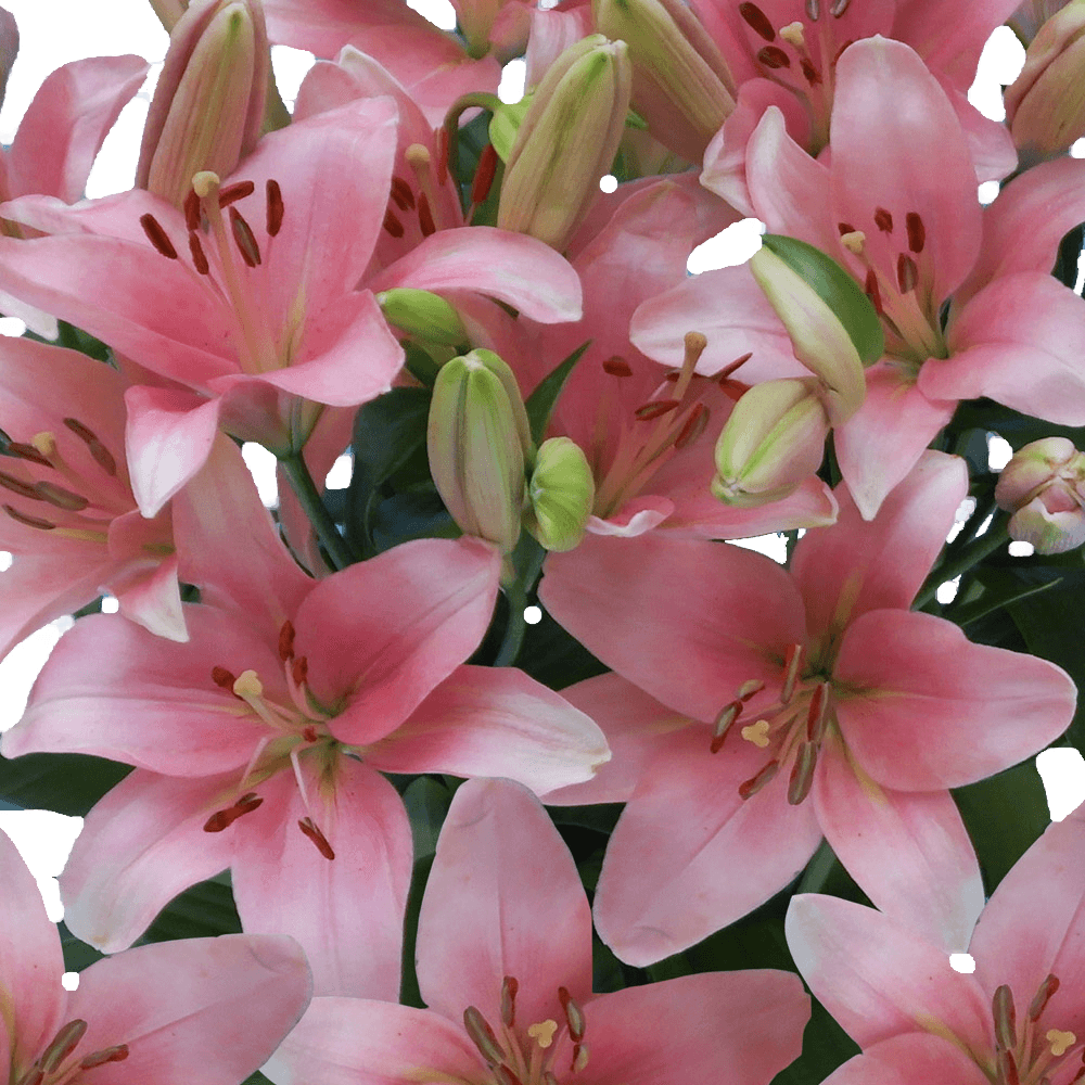 Pink Asiatic Lilies Fresh Cut Bulk Flowers for Events