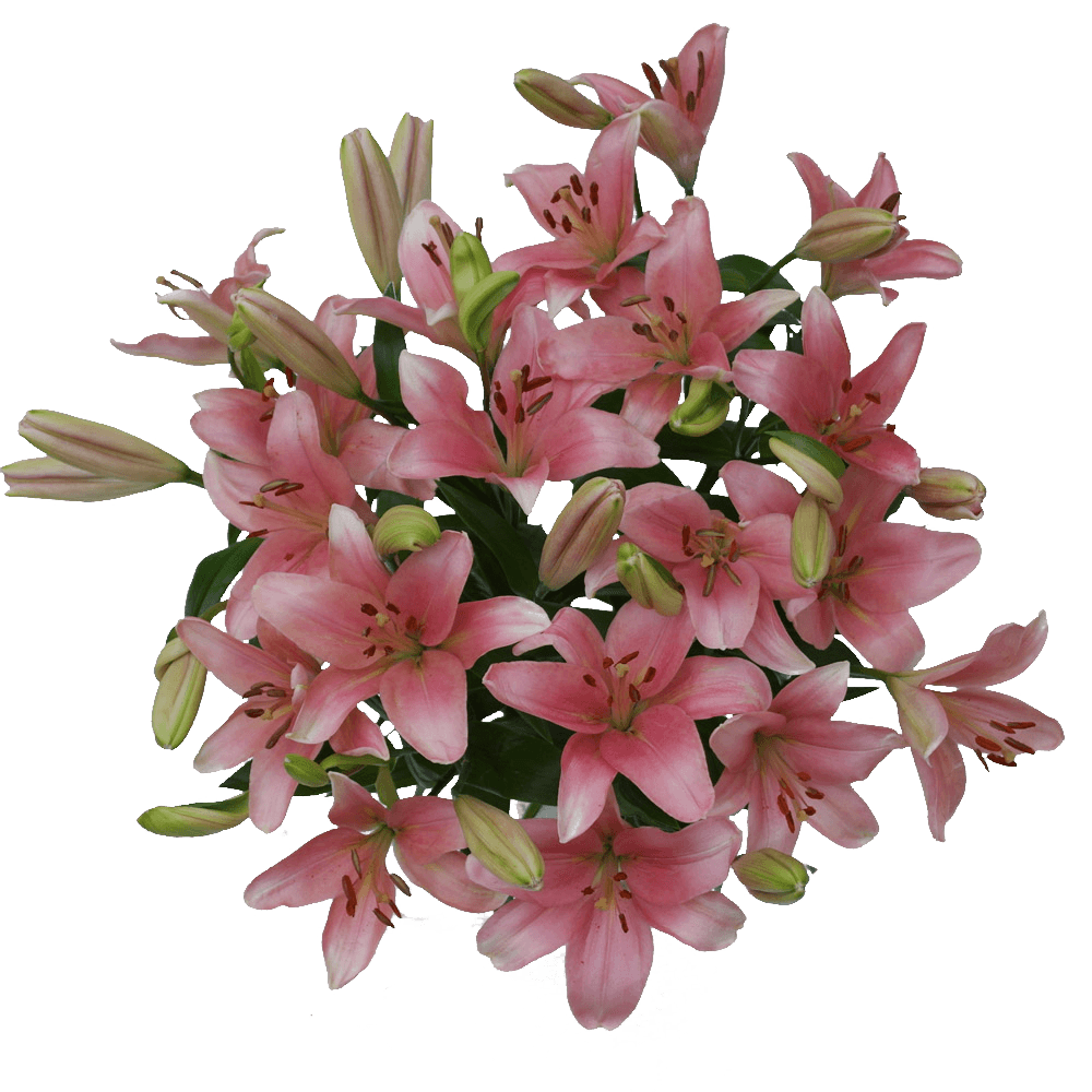 Pink Asiatic Lilies Fresh Cut Bulk Flowers for Events