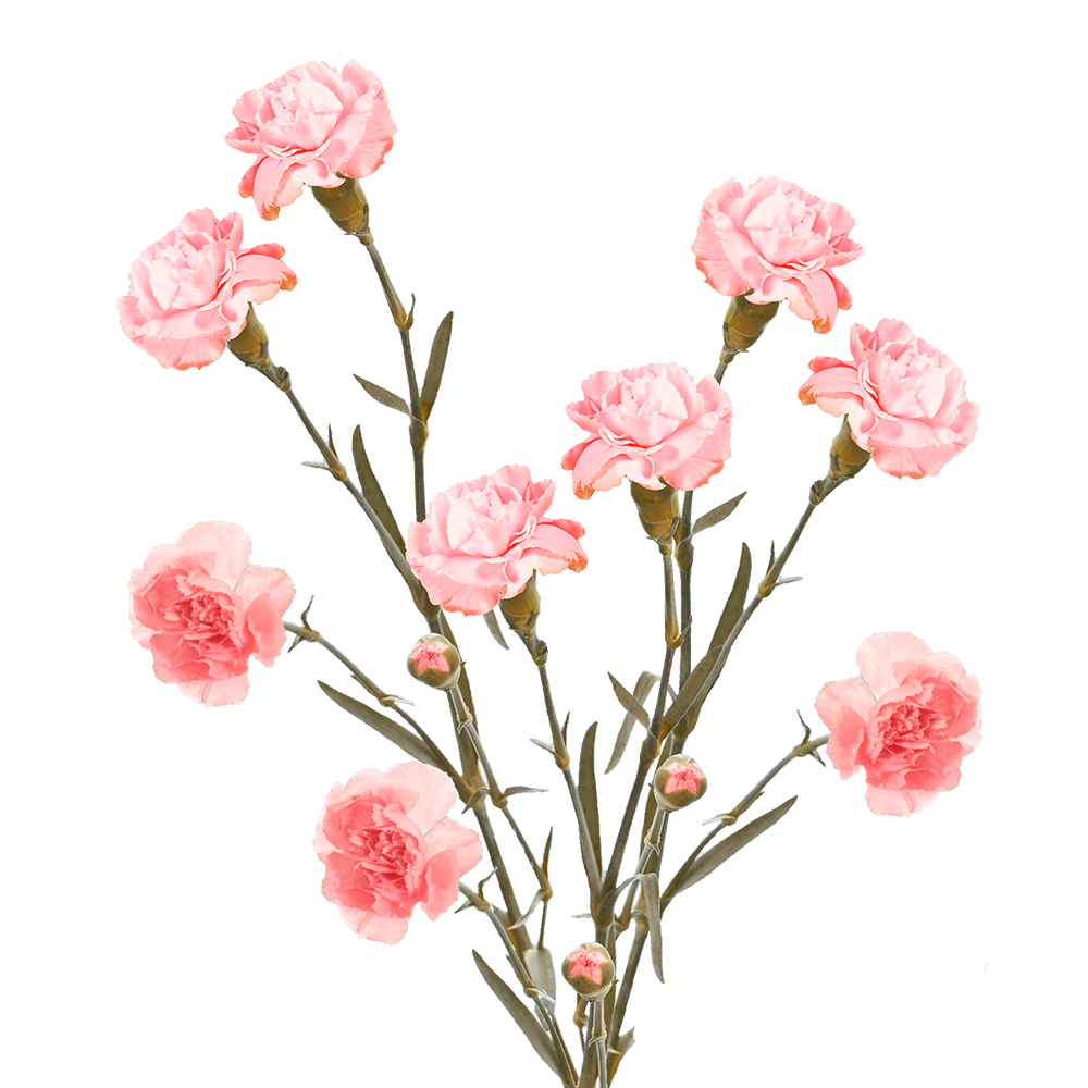 Pink Spray Carnations – Fresh Flower Bouquets