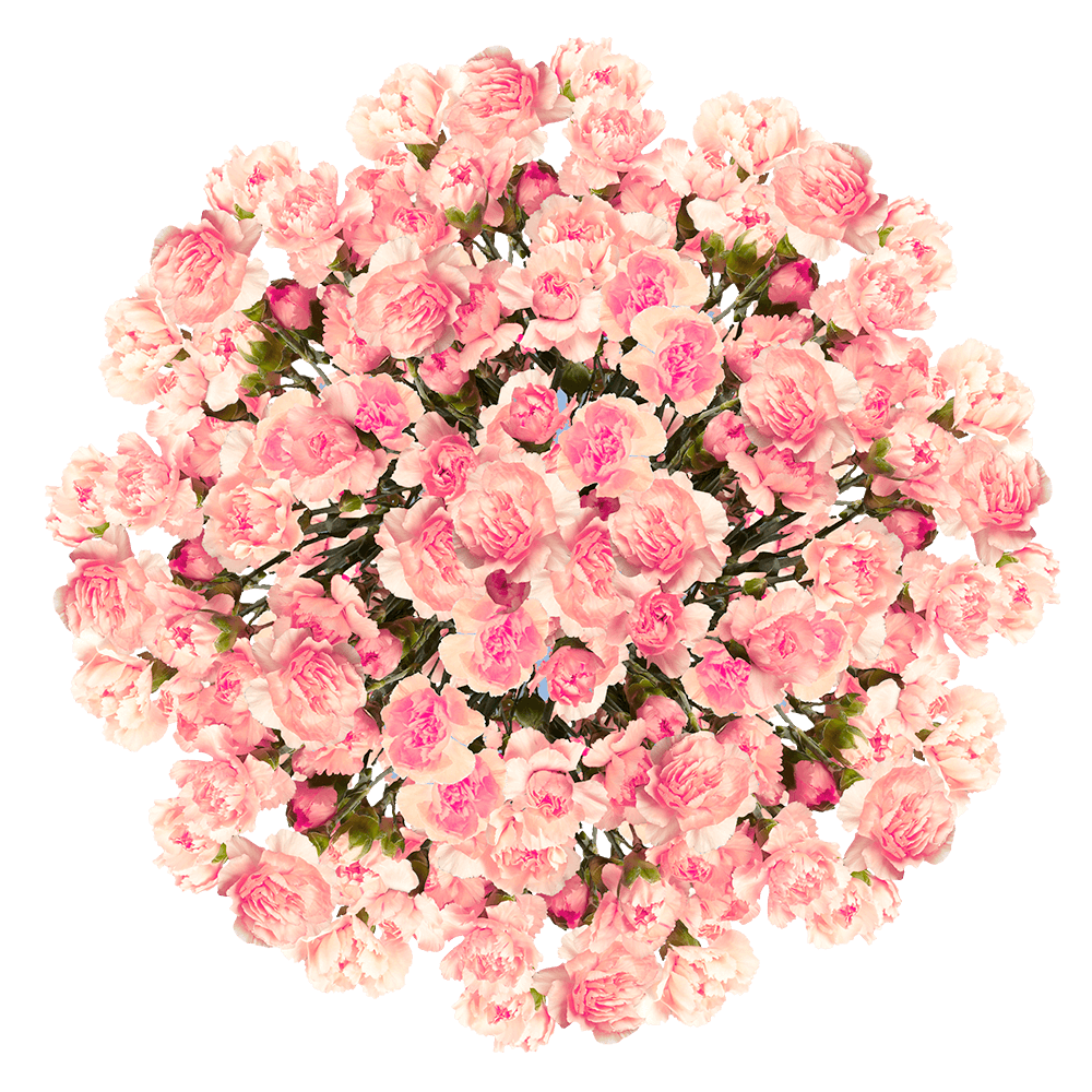 Pink Spray Carnations – Fresh Flower Bouquets
