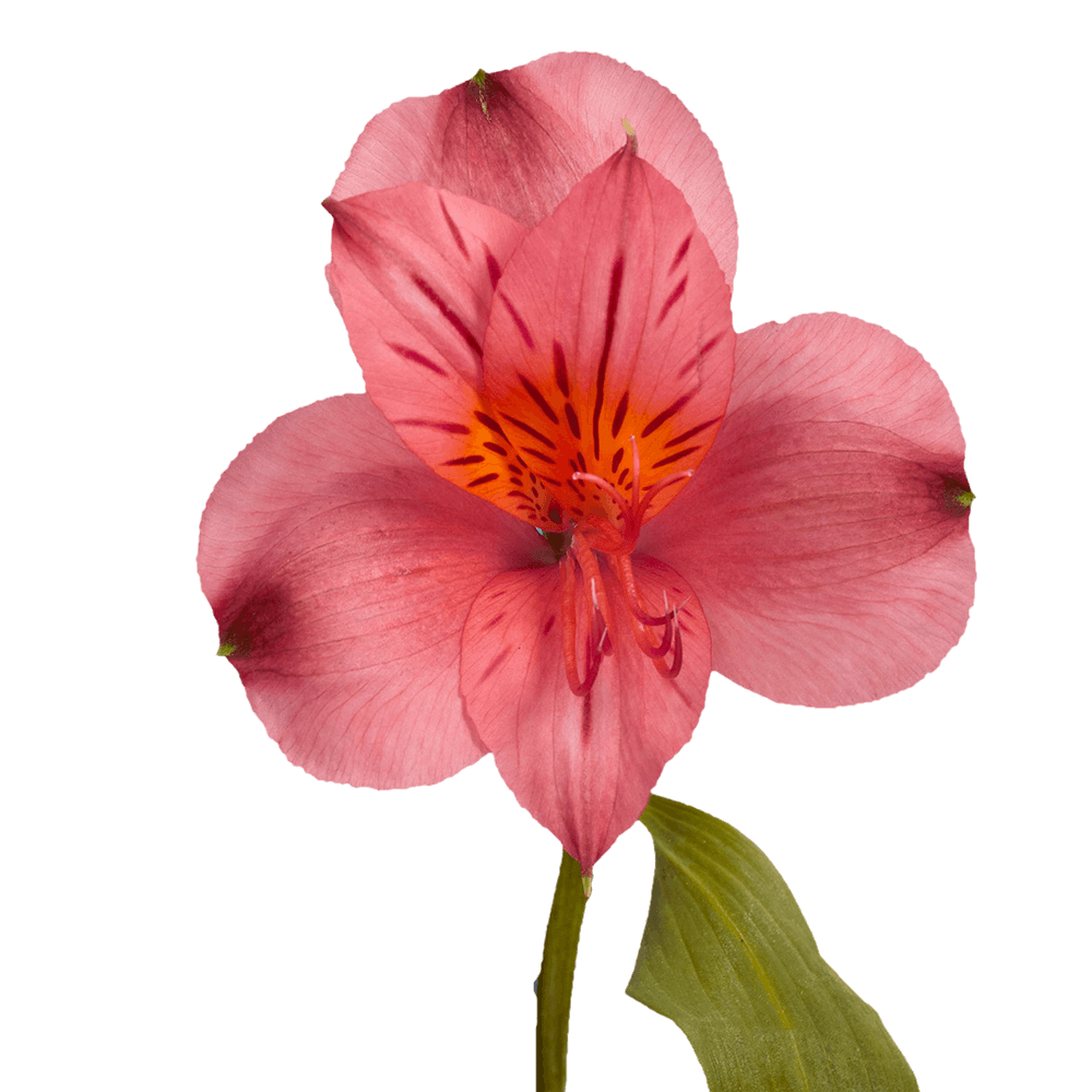 Pink Alstroemeria Stems – 30 Fresh Flower Bouquets