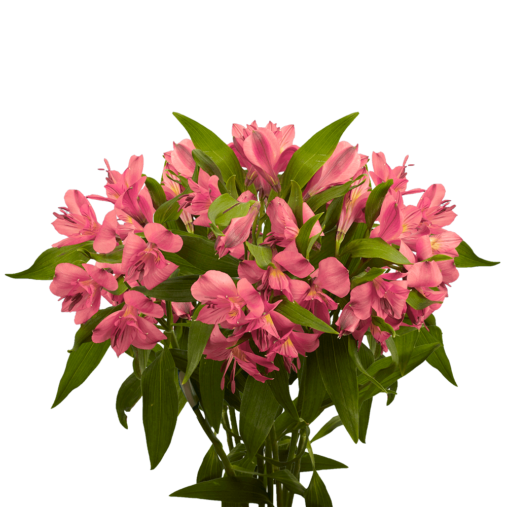Pink Alstroemeria Stems – 30 Fresh Flower Bouquets