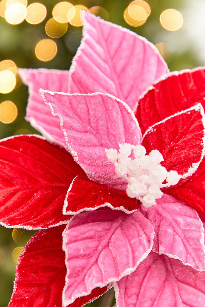 20" x 11.25" Red & Pink Poinsettia Stem