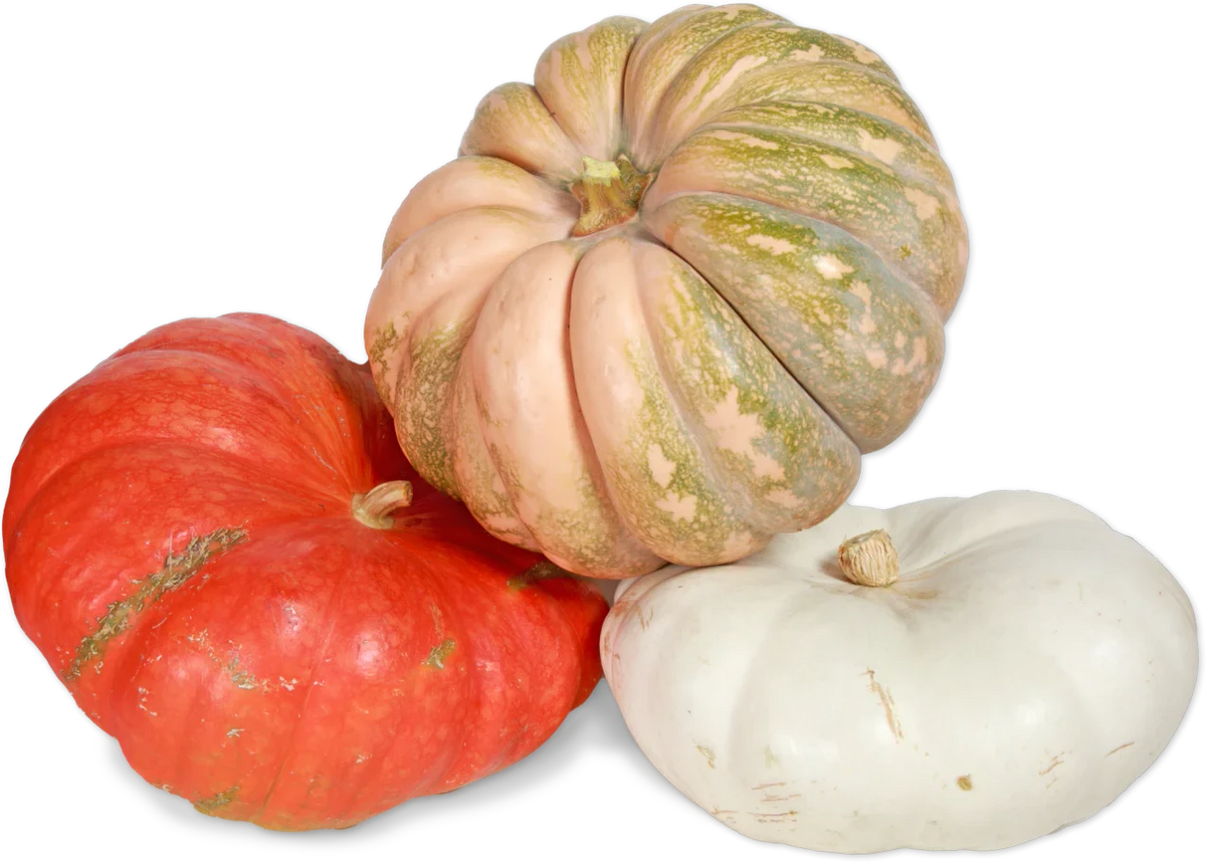 Fall Fantasy Pumpkin Decorative Seasonal Pumpkins - 1 Each