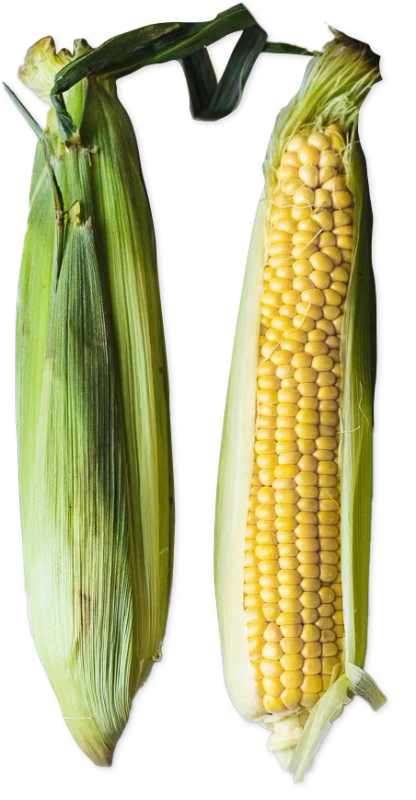 Fresh Corn on the Cob Whole Ears with Husk Sweet Buttery Corn for Cooking - 1 Each