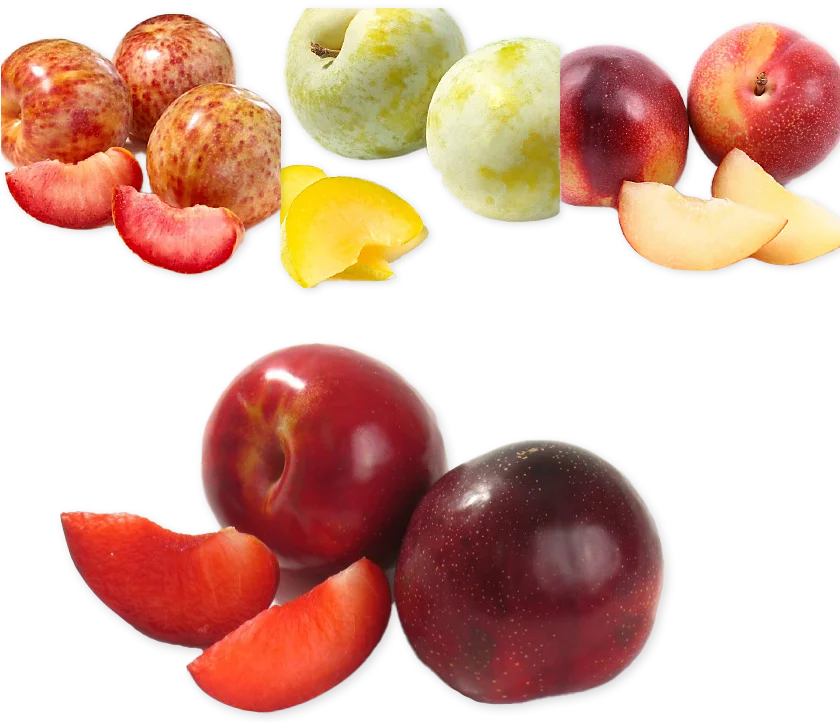 Plumcots Sweet Juicy Plum-Apricot Hybrid Seasonal Summer Fruit