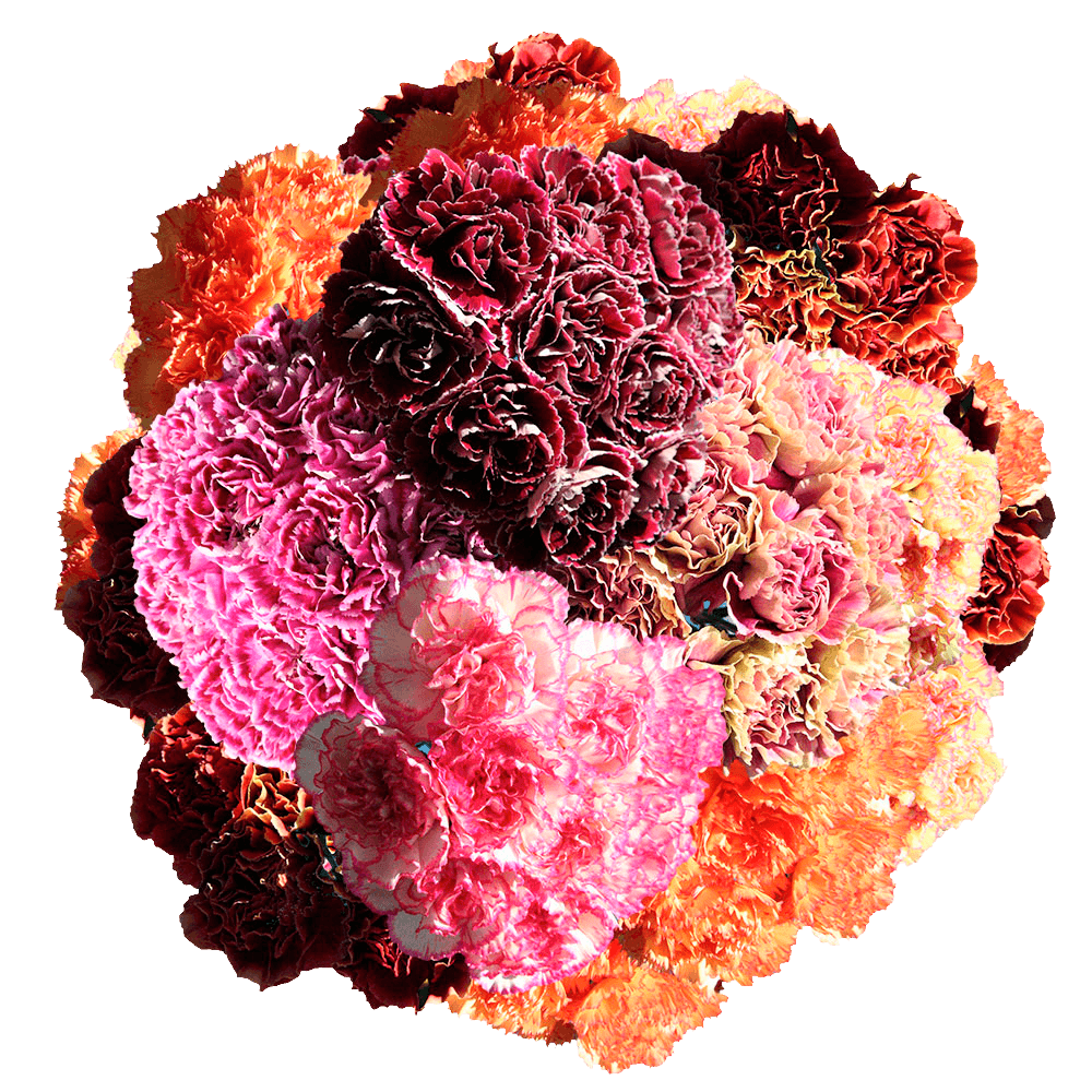 Assorted Bi-Color Carnations – Fresh Flower Bouquets