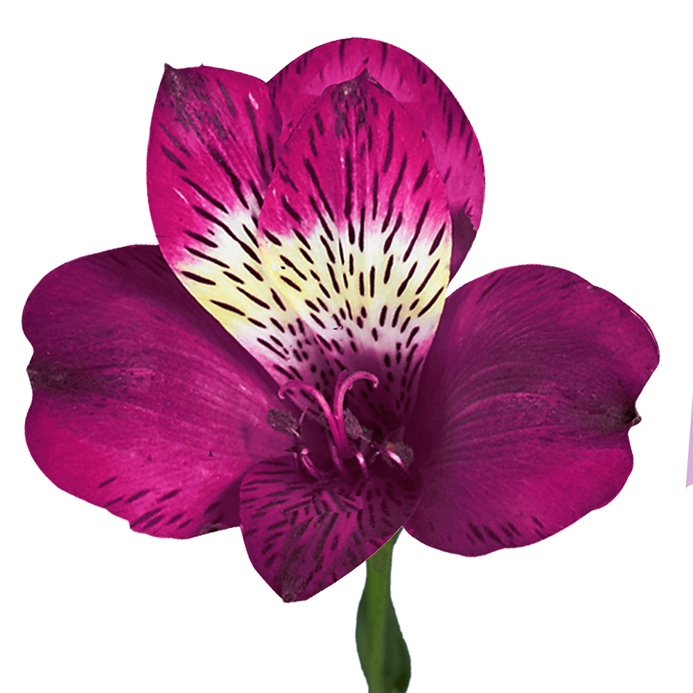 Purple Alstroemeria Stems Flower Bouquets