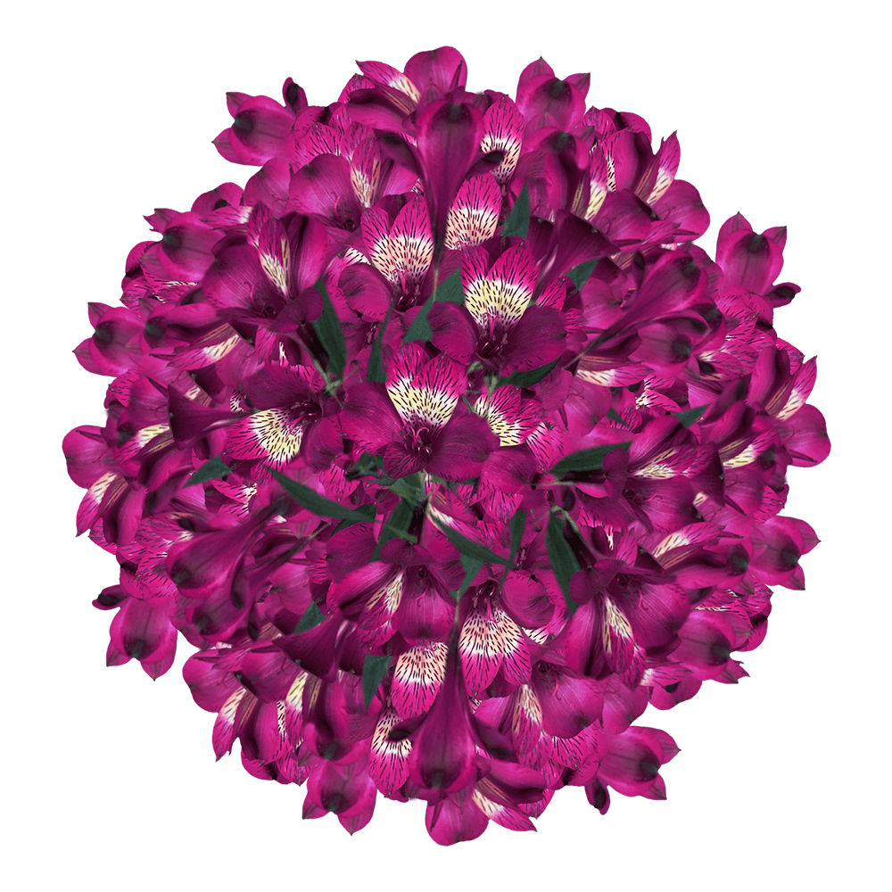 Purple Alstroemeria Stems Flower Bouquets