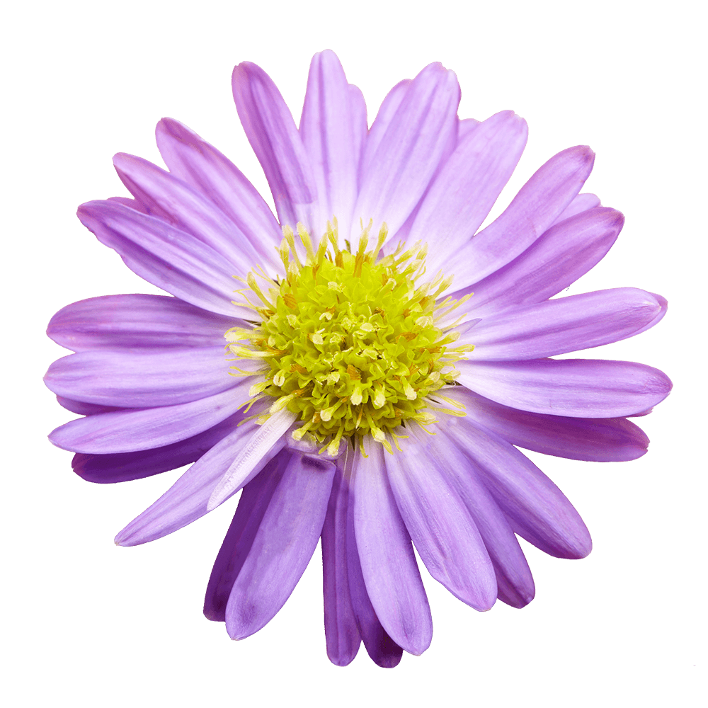 Purple Aster Flowers Fresh Cut Wholesale 60 Stems Pastel Lilac Blooms