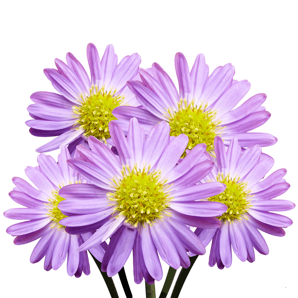 Purple Aster Flowers Fresh Cut Wholesale 60 Stems Pastel Lilac Blooms