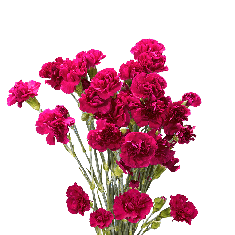 Purple - Hot Pink with Cream Tones Spray Carnations Bunches – Fresh Cut Flowers