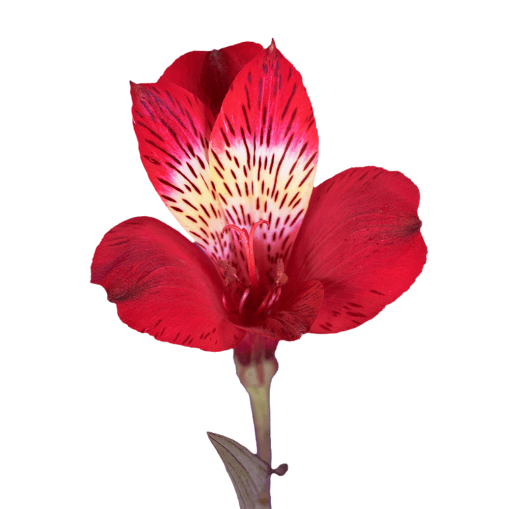 Red Alstroemeria Stems Flower Bouquets