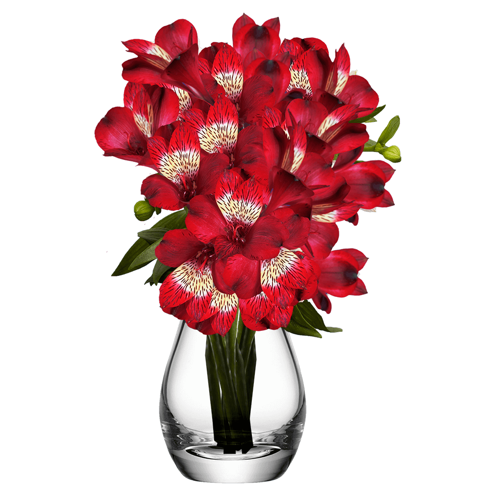 Red Alstroemeria Stems Flower Bouquets