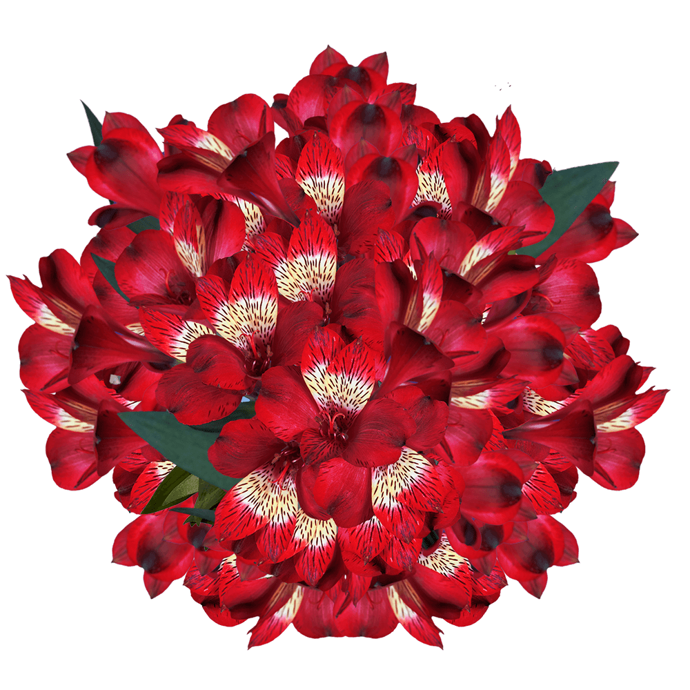 Red Alstroemeria Stems Flower Bouquets