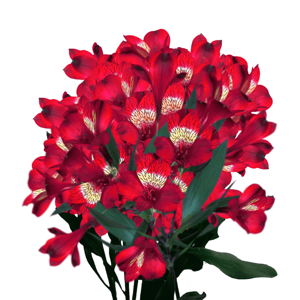 Red Alstroemeria Stems Flower Bouquets