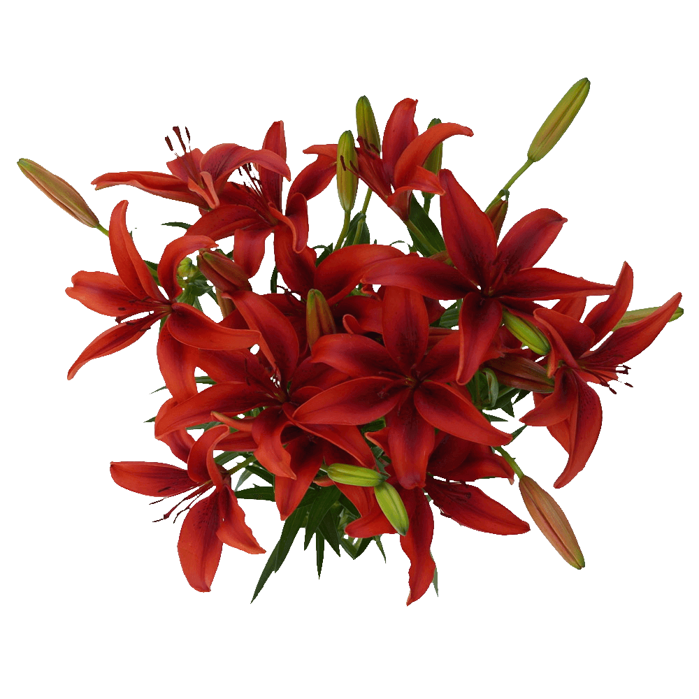 Romantic Rose & Lily Fresh Flower Bouquet Premium Floral Gift