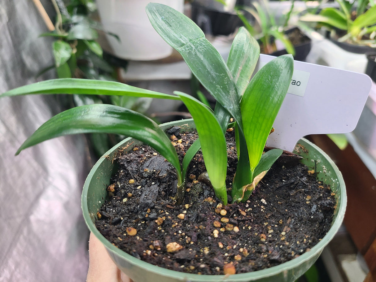 Clivia Seedling Japanese Hirao Plant