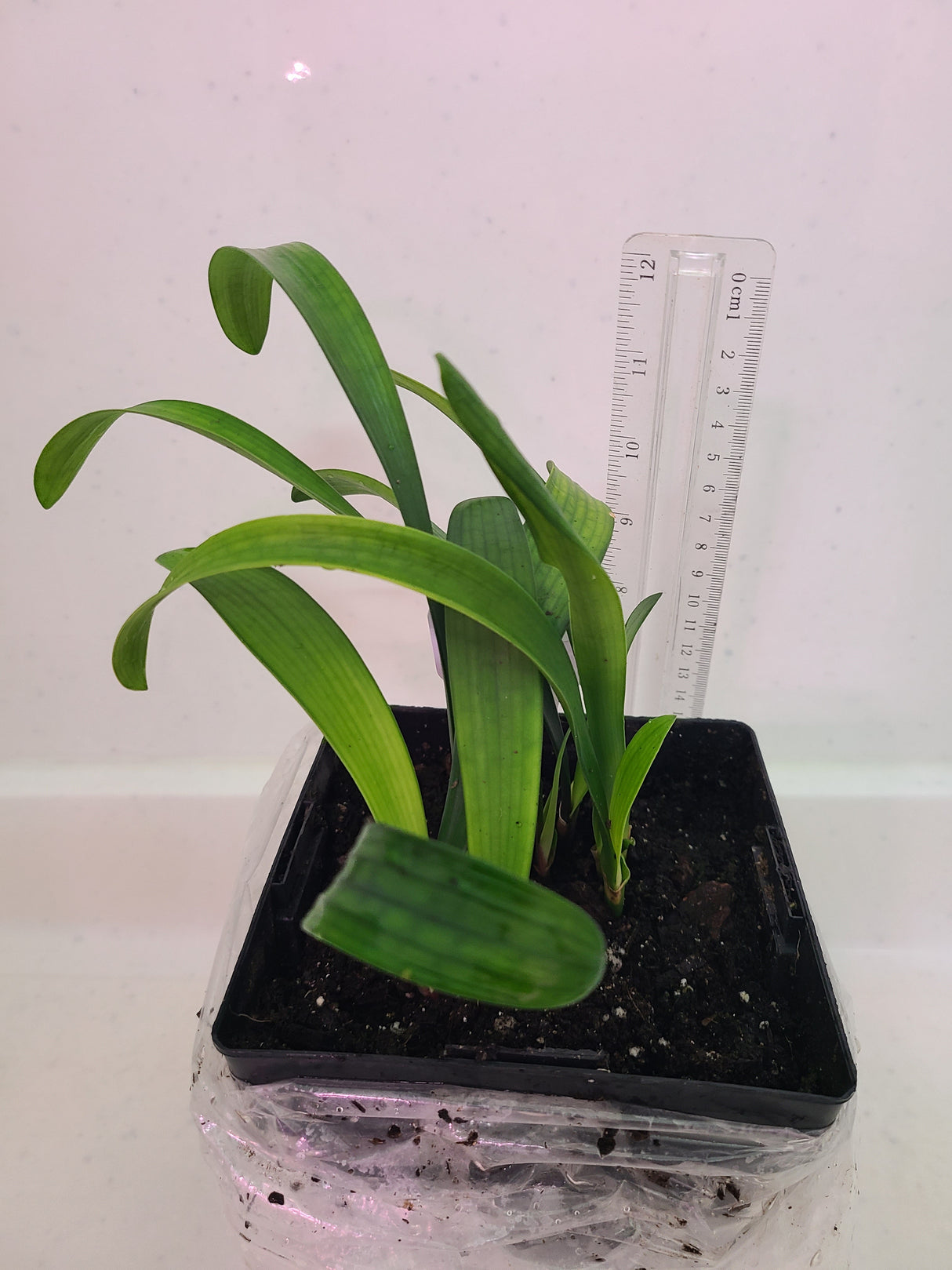 Clivia Yellow Stud Seedling 4-5 in Tall