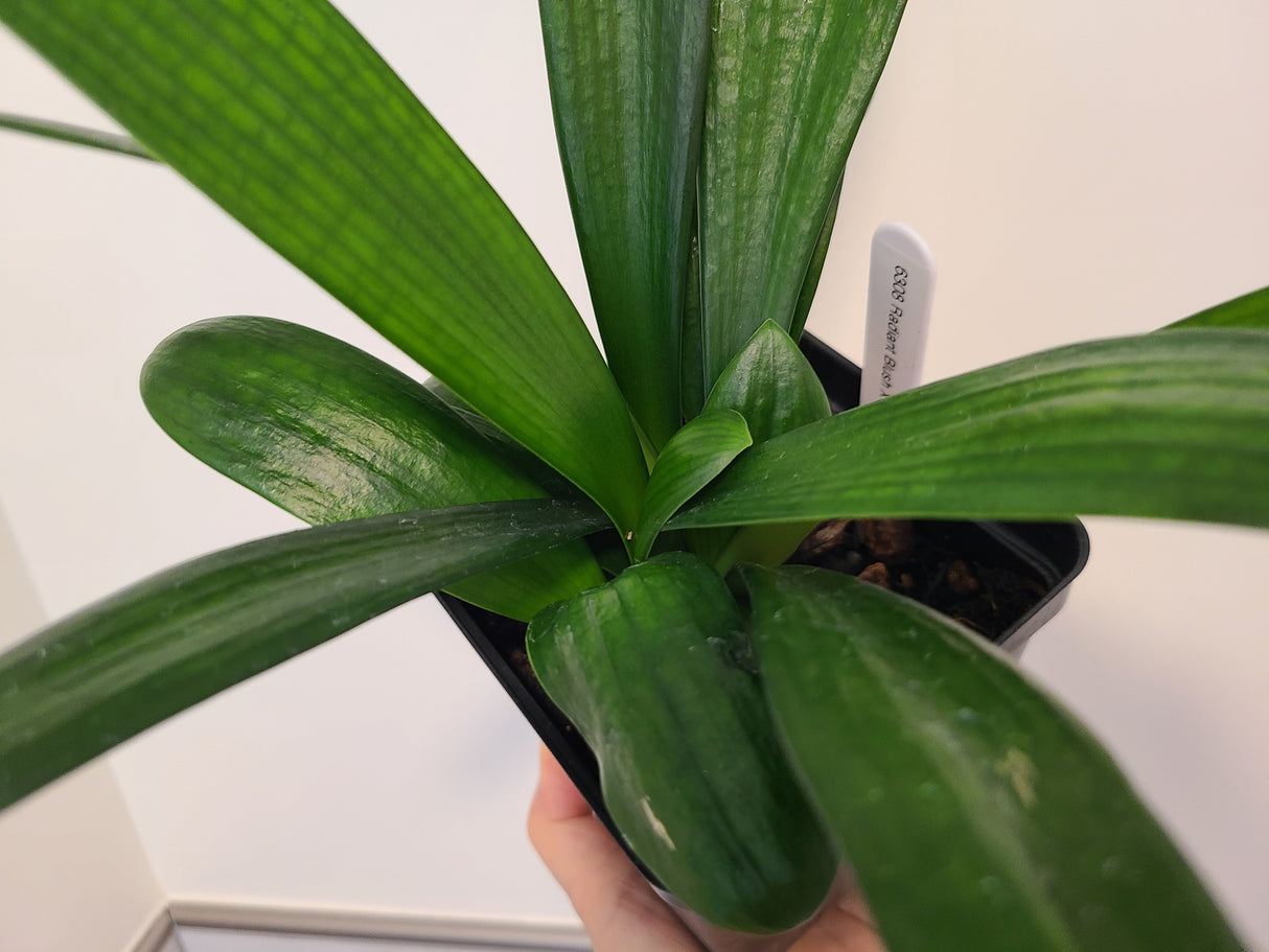 Clivia Compact Broad Leaf Chinese Radiant Blush x Self One Plant