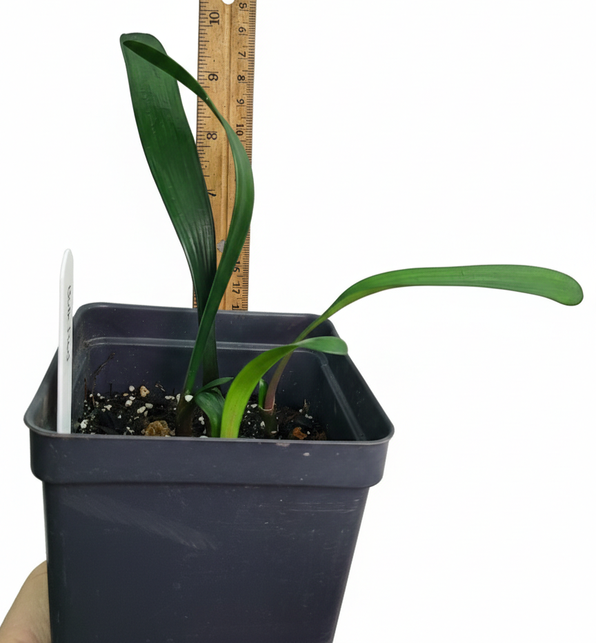Clivia Red Miniata Seedling Heat Pack 4-6" Tall