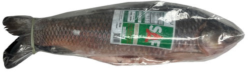 Rohu – (Common Carp)