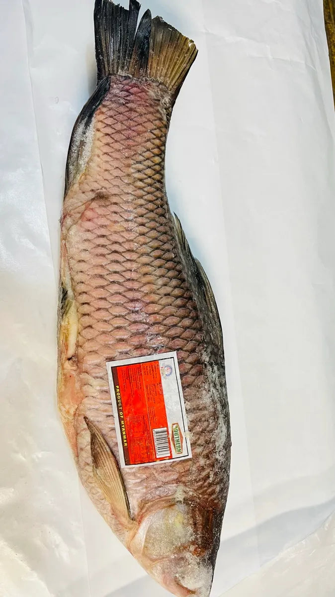 Rui Fish - Big- More than 10lb