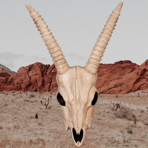 Skeleton Gazelle Head – 18" Halloween Skull Decoration