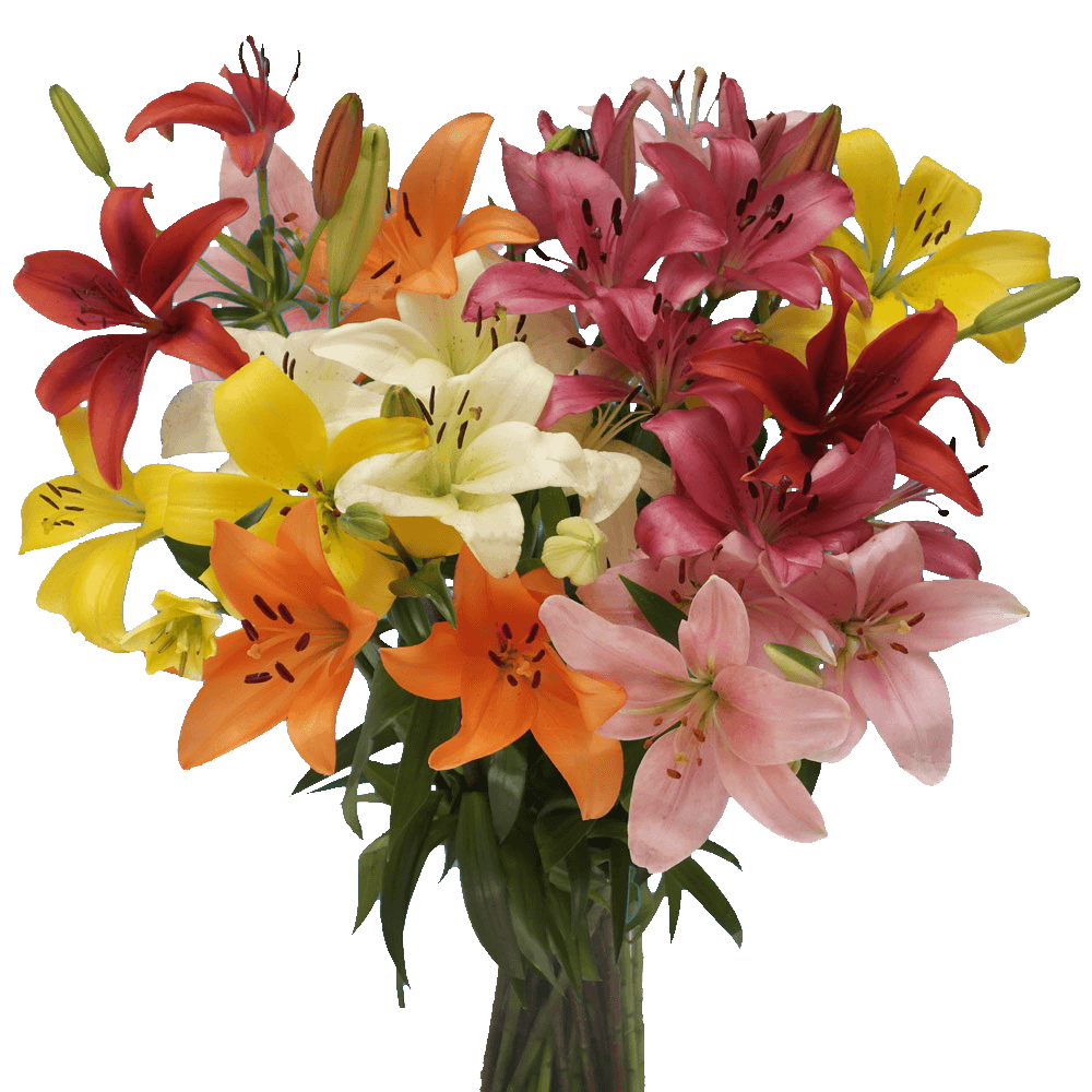 Premium Assorted Asiatic Lilies for Wedding Decor