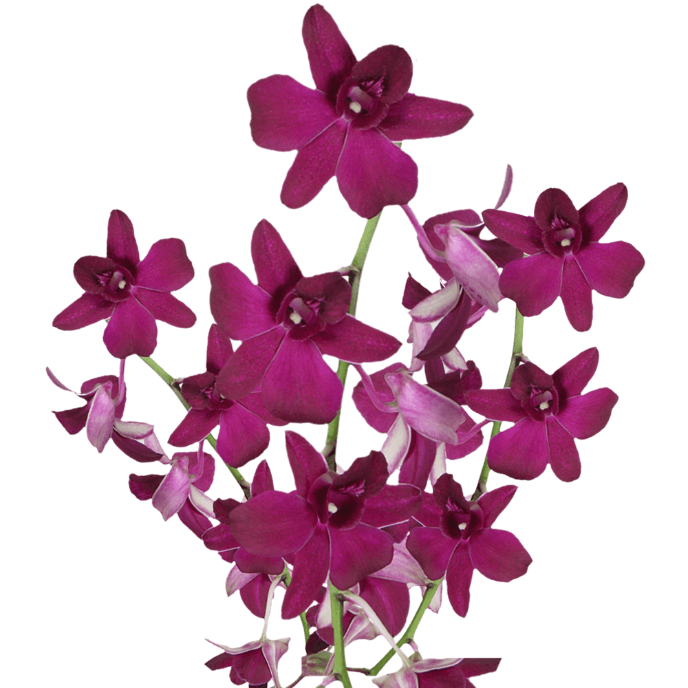 Purple New Wasana Orchids Bunches – Fresh Cut Flowers